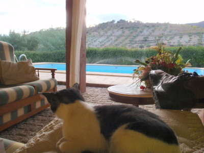 Terry is joined by <i>o gato</i>.
